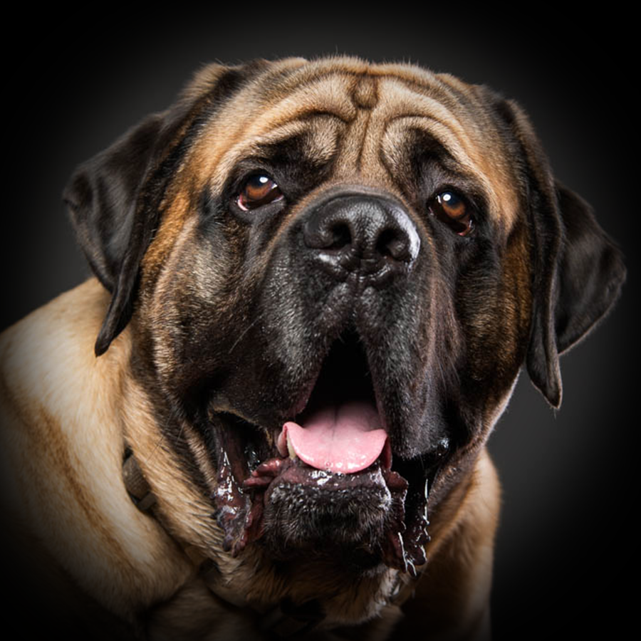 Hector the English Mastiff Photo